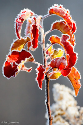 Colors and frost