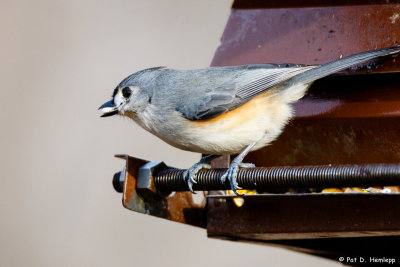Titmouse meal