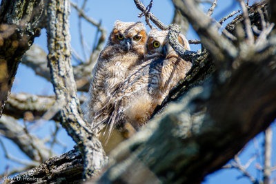 Pair of owls