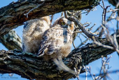 Huddled owls