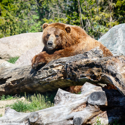 Resting position