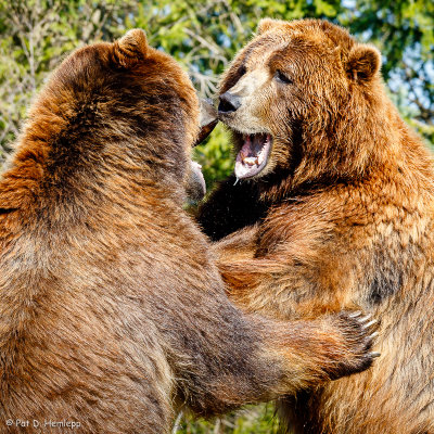 Battling bears