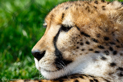 Cheetah profile