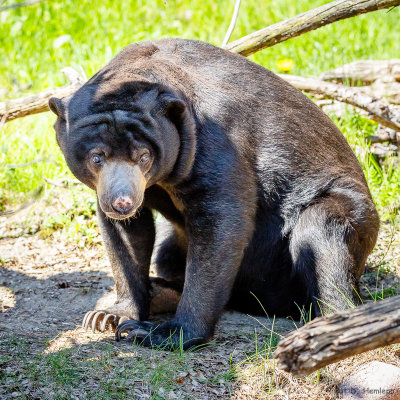 Sitting bear