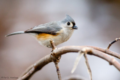 Titmouse on branch