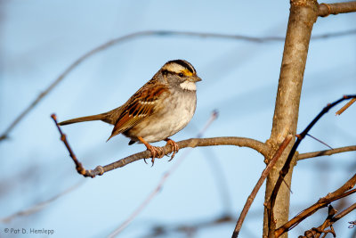 Perched on a branch