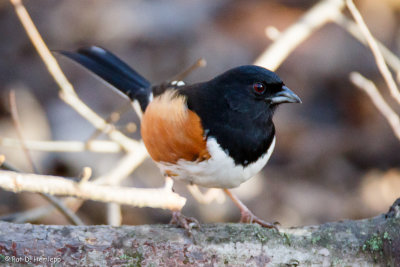 Towhee in forest