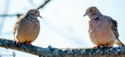 Pair of doves