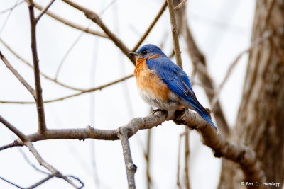 Bluebird and branches