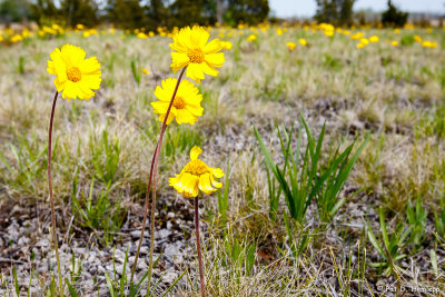 Lakeside daisies in field