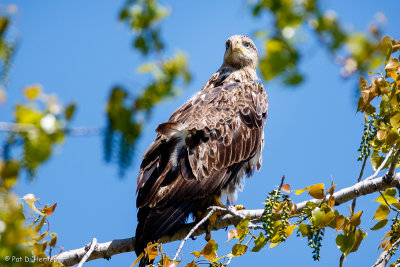 Young eagle