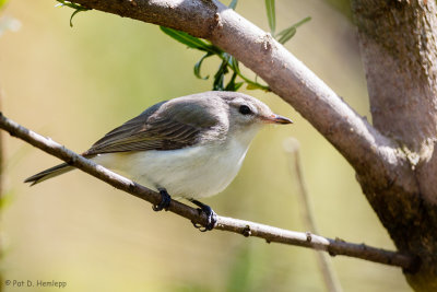 Female Gnatcatcher