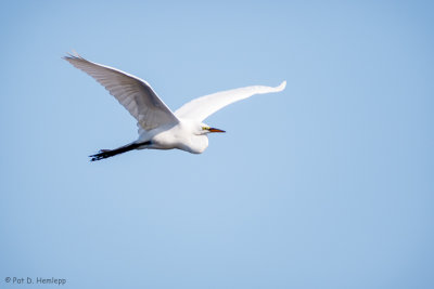 White in flight