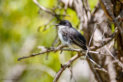 Kingbird and branches