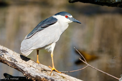 On a log