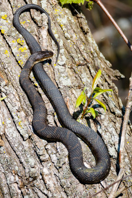 Rat snake