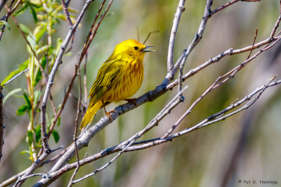 Warbler and branches