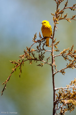 Perched warbler