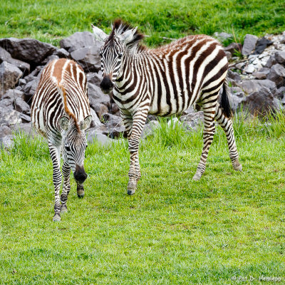 Pair of zebras