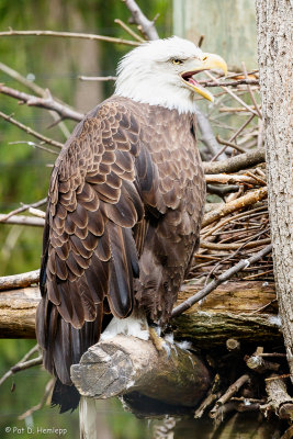 On its perch