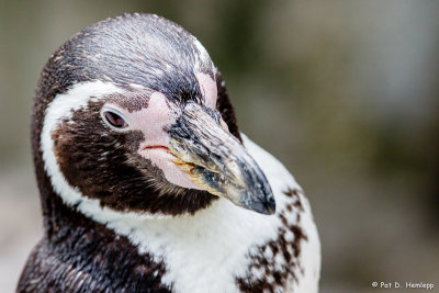 Penguin portrait