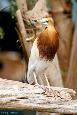 Pond-heron