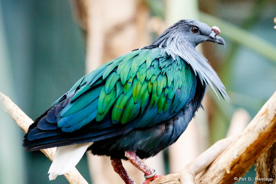 Pigeon profile