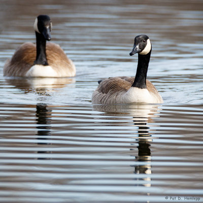 Geese on lake