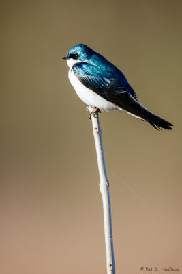 Perched Swallow