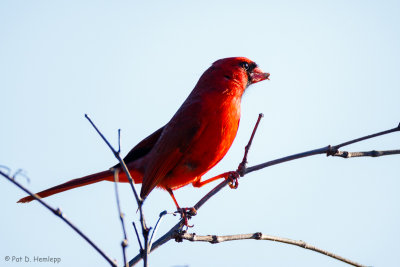 Cardinal in sun