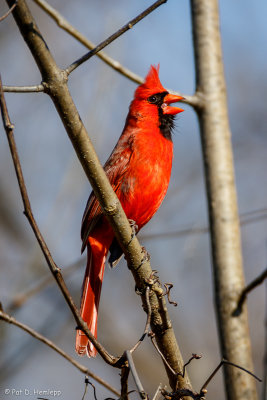 Singing cardinal