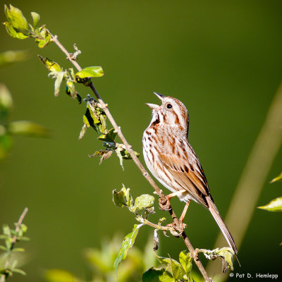 Sparrow song