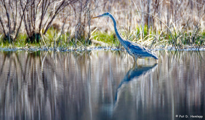 Wading in wetlands