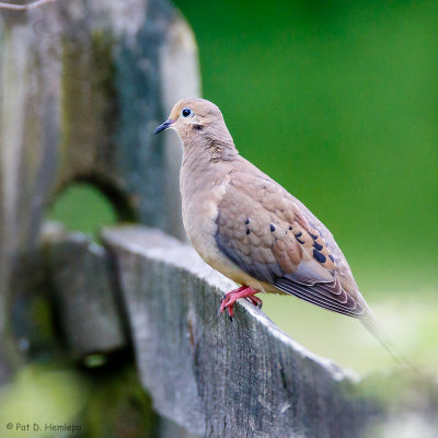 Dove on a rail