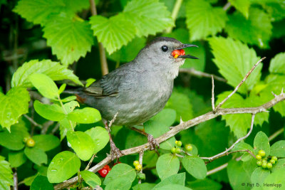 A full beak