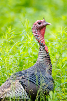 Alert turkey