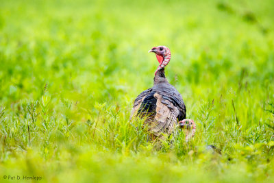 In a field