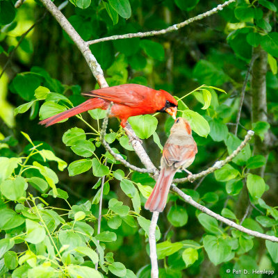 Pair of cardinals