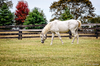 Silver Charm in pasture