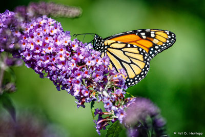Monarch on flowers
