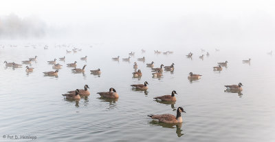 Geese and fog