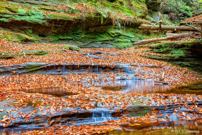 Blanket of leaves