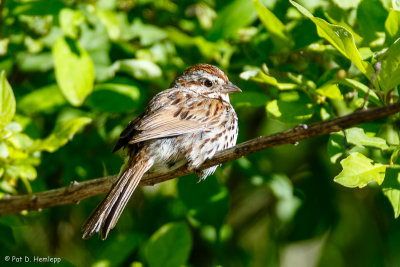 Sparrow at rest