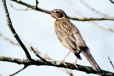 Young robin