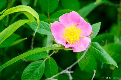 Pink and green