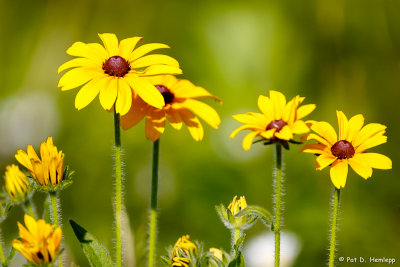 Fen orange coneflowers