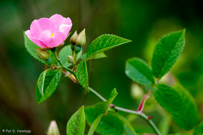 Wild rose