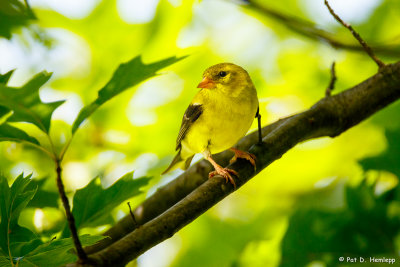 Goldfinch in shade