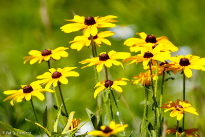 Flowering coneflowers