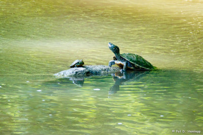 Turtles in stream
